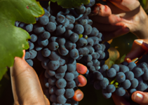Ra drue til verdensklassevin: Historien om Brunello di Montalcino
