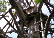 Klassisk Træhus – En Tidless Skønhed Klassisk Træhus – En Tidless Skønhed